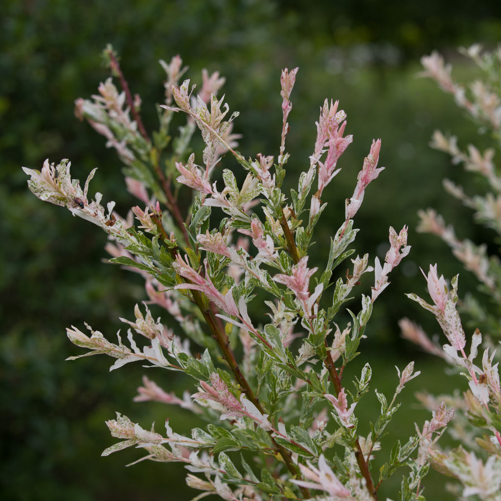 Set of 2 Salix Flamingo – Outdoor Plant