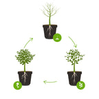 Set of 2 Salix Flamingo – Outdoor Plant