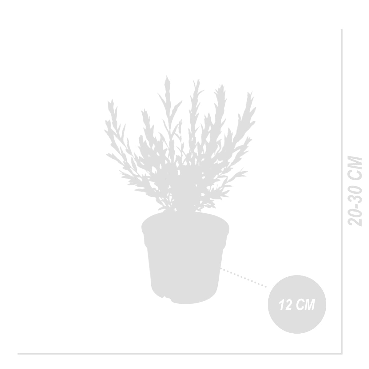 Lote de 2 Salix Flamingo – Planta de exterior