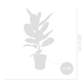 Ficus Elastica Robusta – Planta de interior
