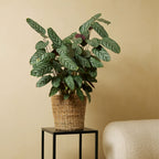 Calathea Compactstar – Houseplant