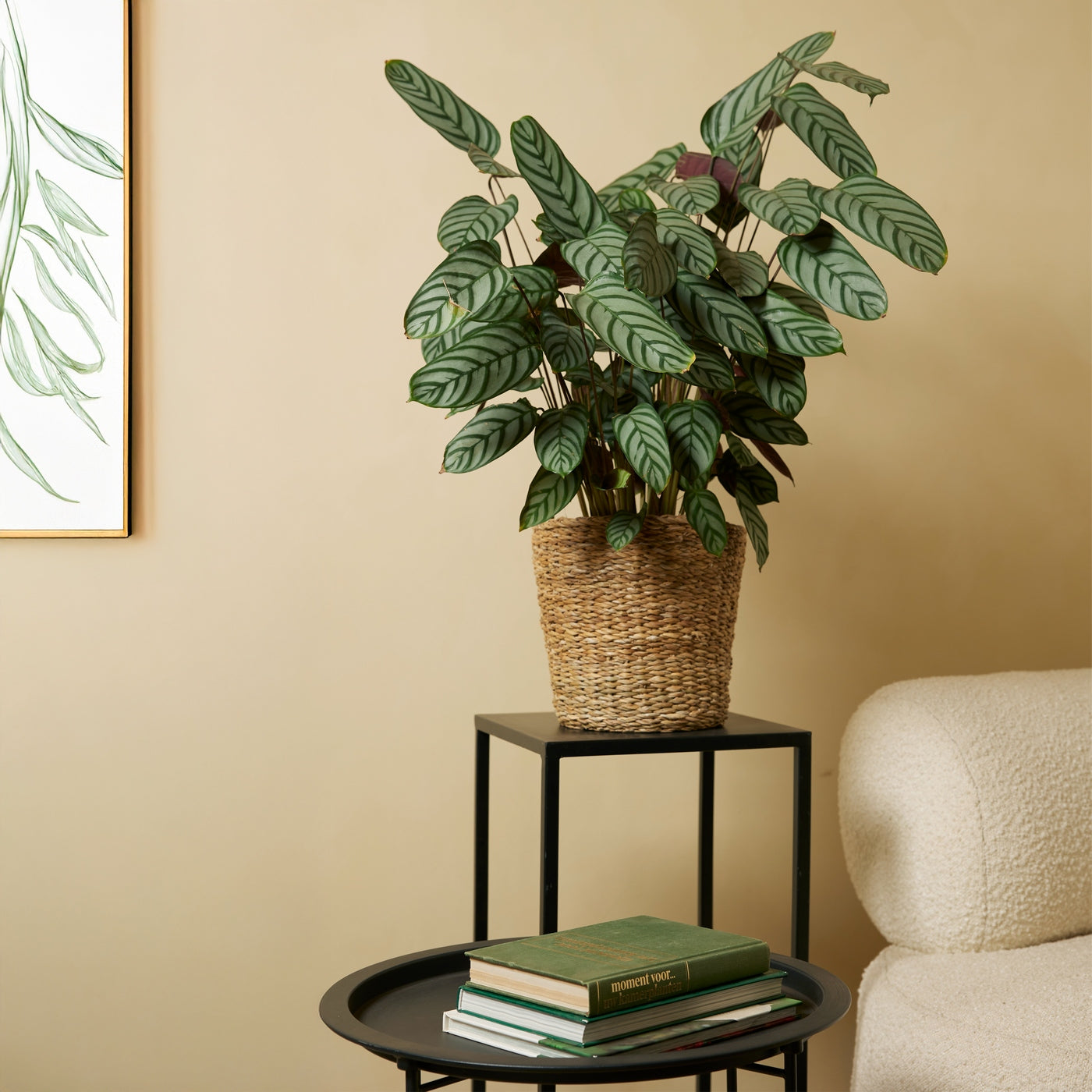 Calathea Compactstar – Houseplant