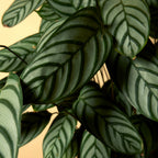 Calathea Compactstar – Houseplant