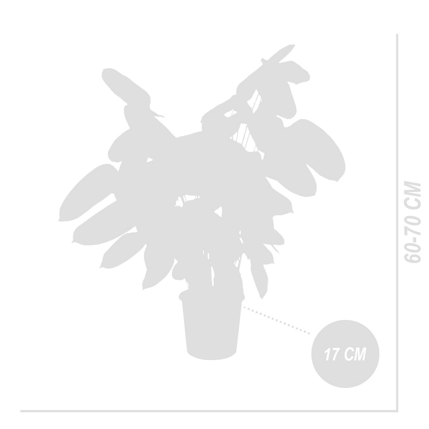 Calathea Compactstar – Houseplant