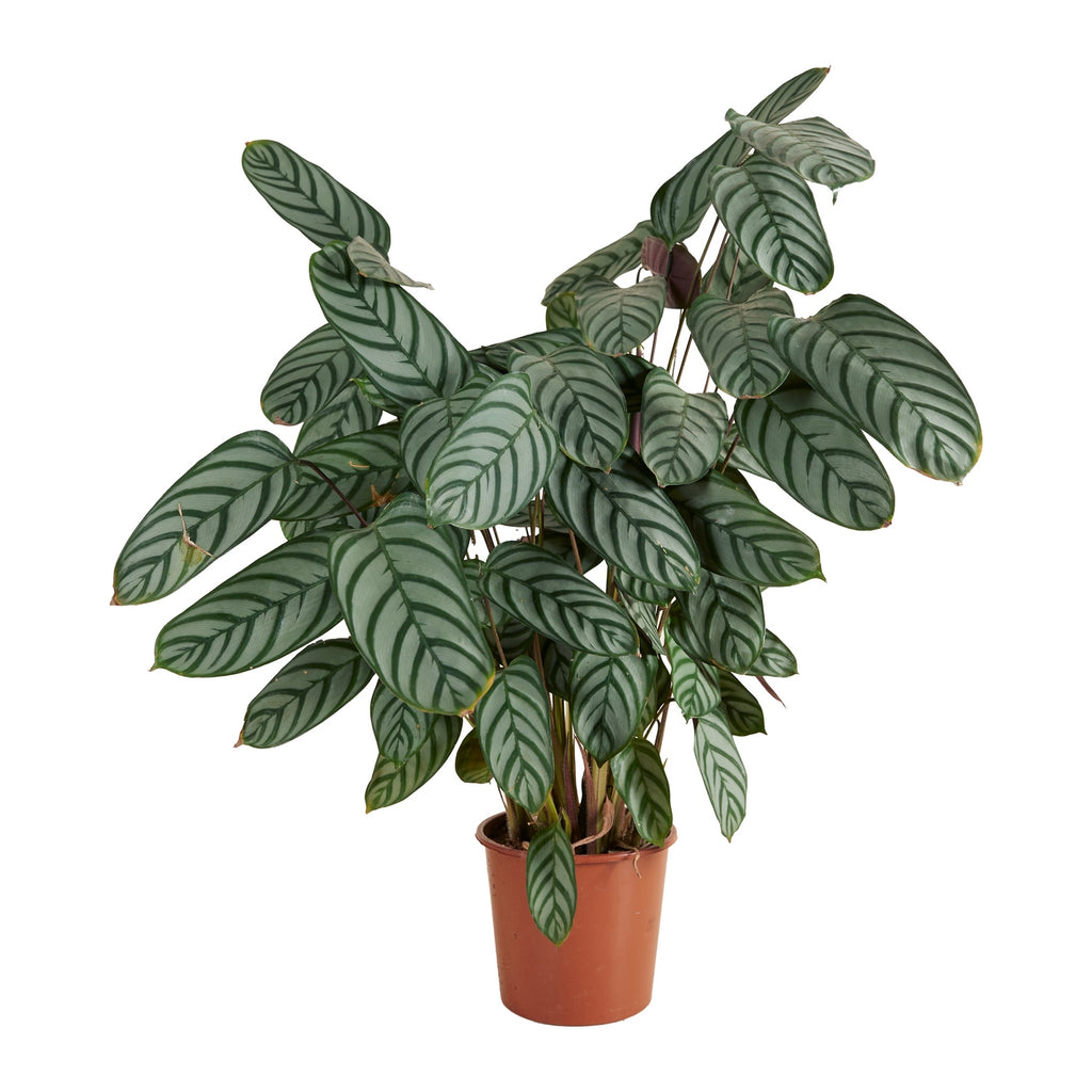 Calathea Compactstar – Houseplant