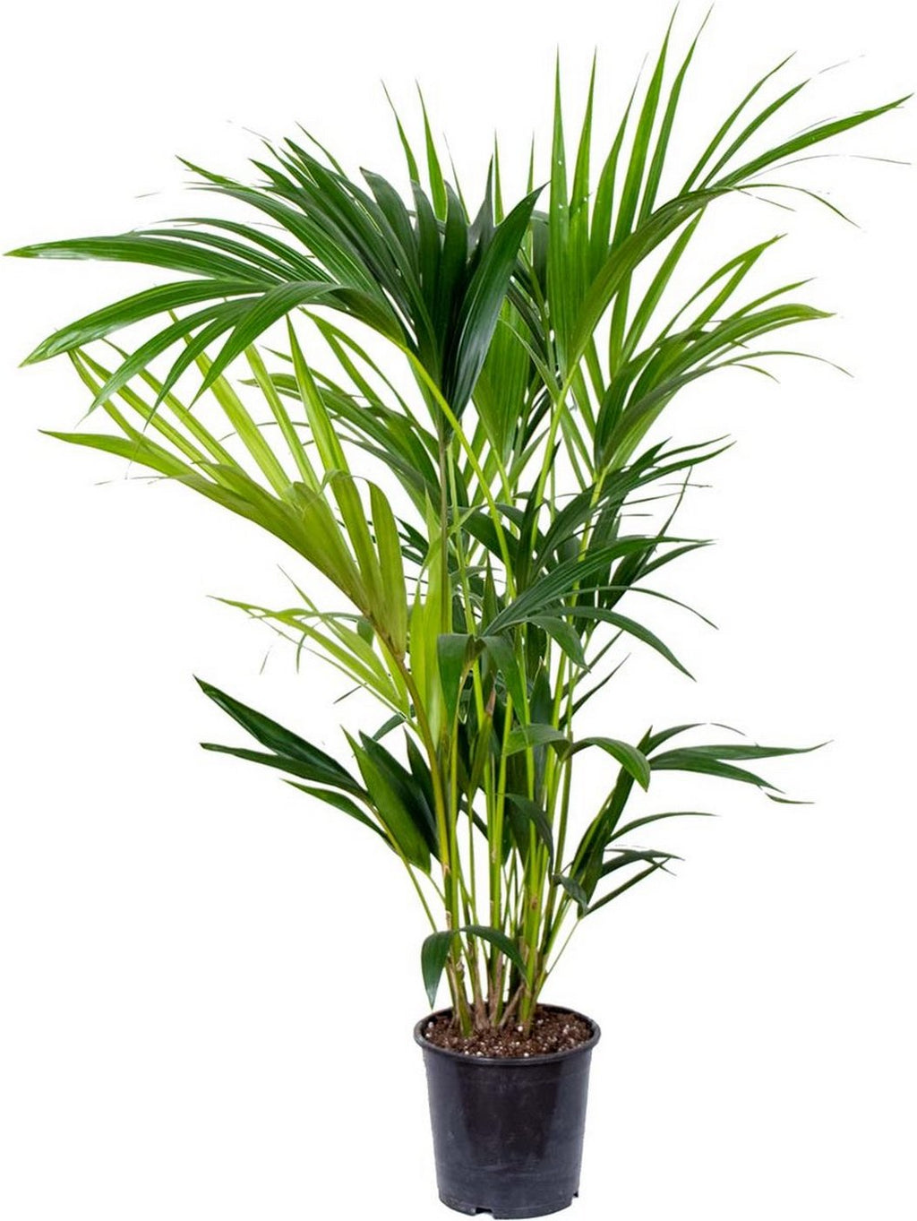 Palmier Kentia – Plante D'Intérieur