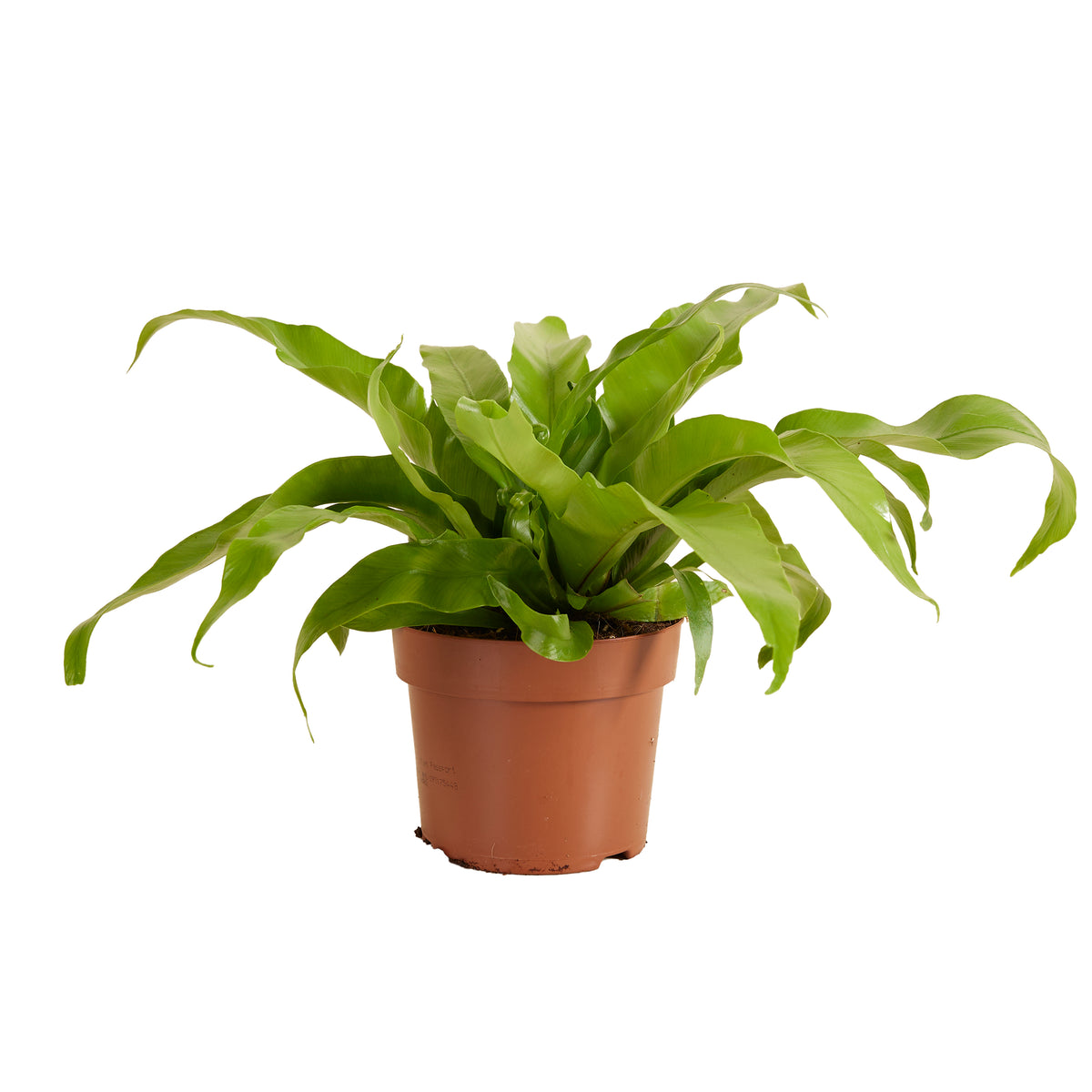 Asplenium antiquum – Planta de interior