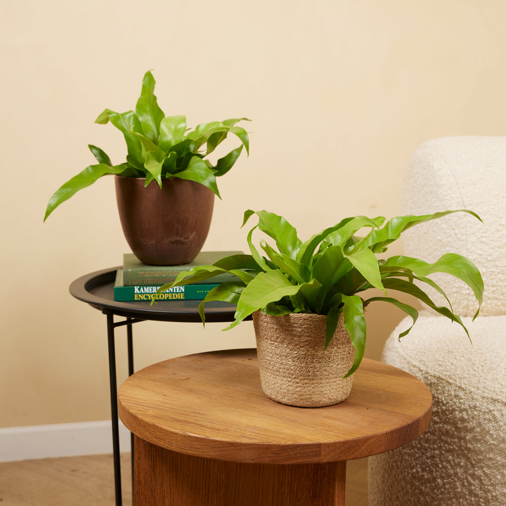 Asplenium antiquum – Planta de interior