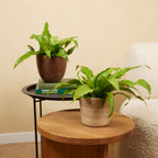 Asplenium antiquum – Planta de interior