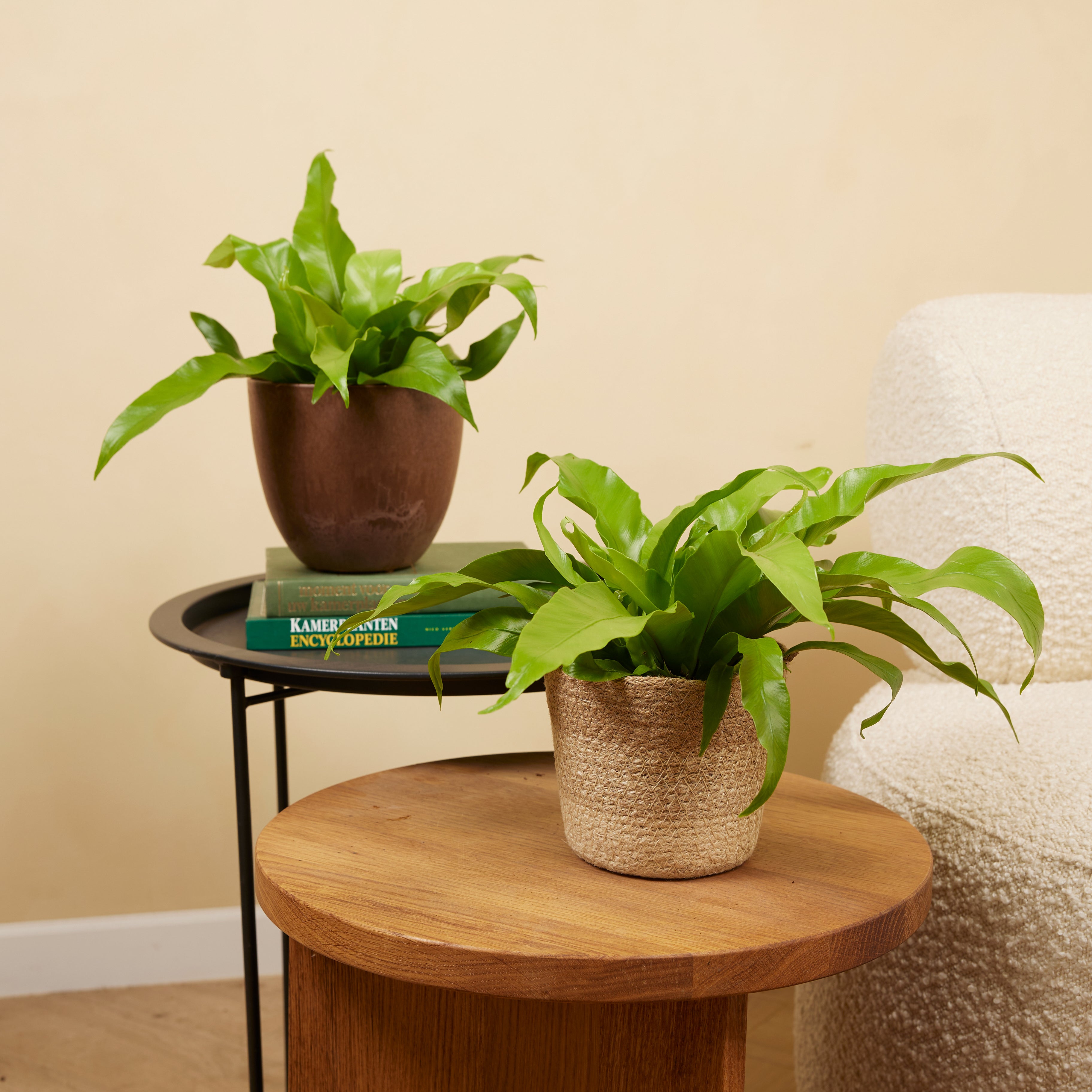 Asplenium antiquum – Planta de interior