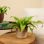Asplenium antiquum – Planta de interior
