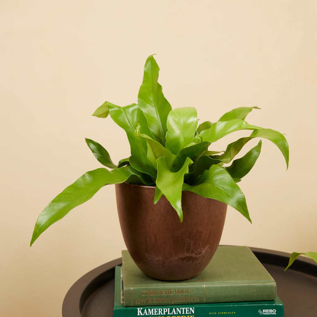 Asplenium antiquum – Planta de interior