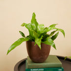 Asplenium antiquum – Planta de interior