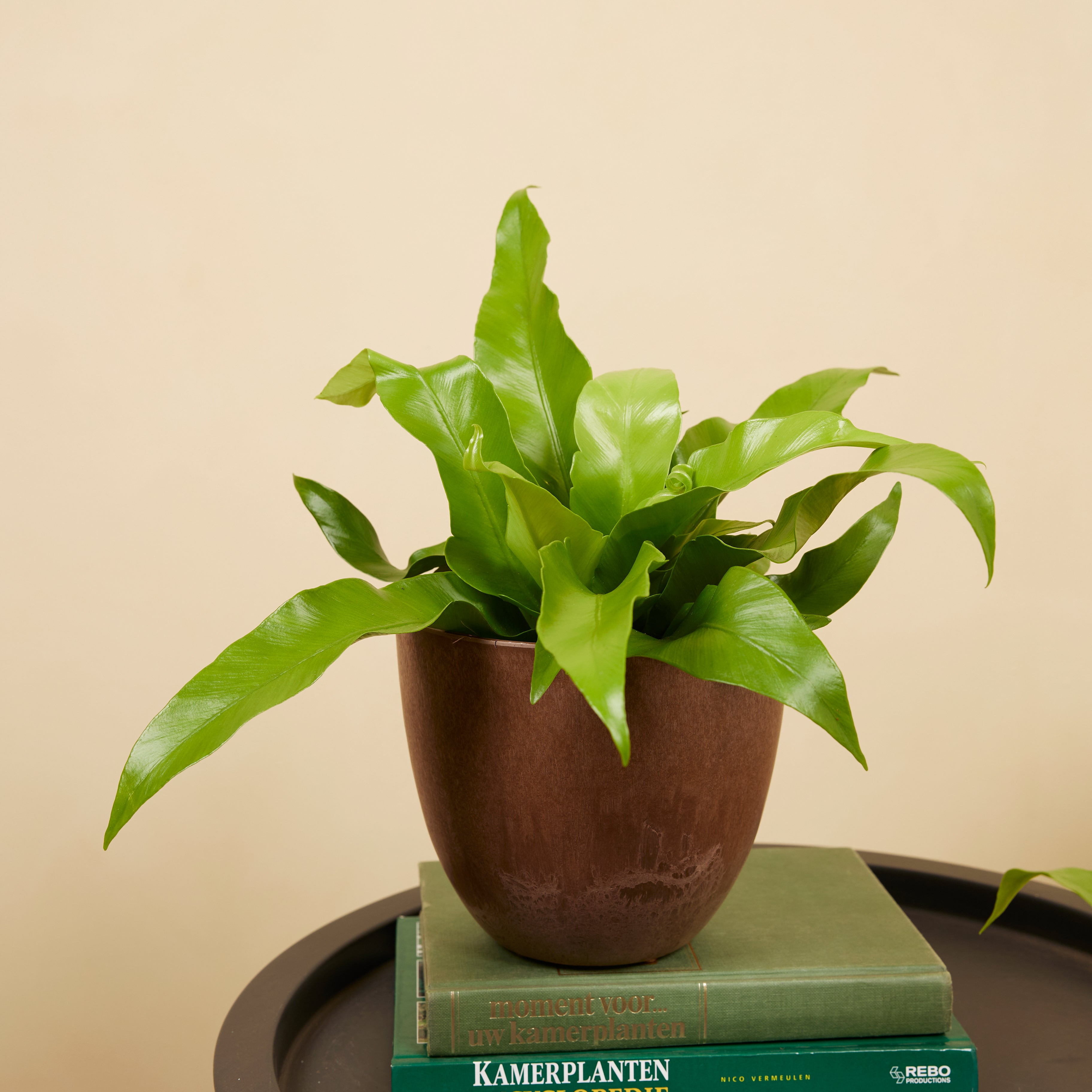 Asplenium antiquum – Planta de interior
