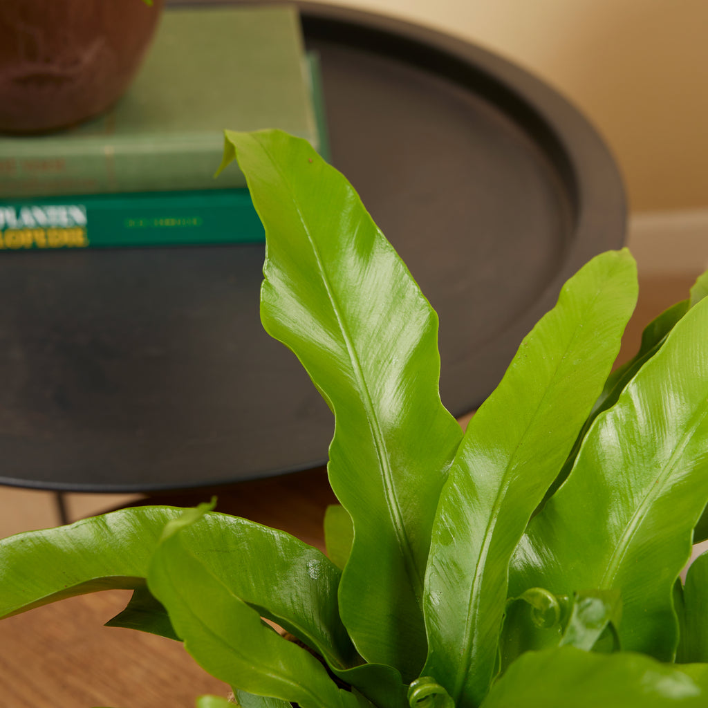 Asplenium antiquum – Planta de interior