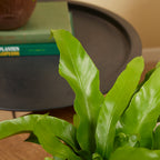 Asplenium antiquum – Planta de interior