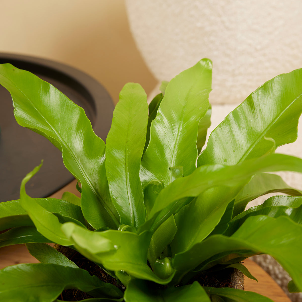 Asplenium antiquum – Planta de interior
