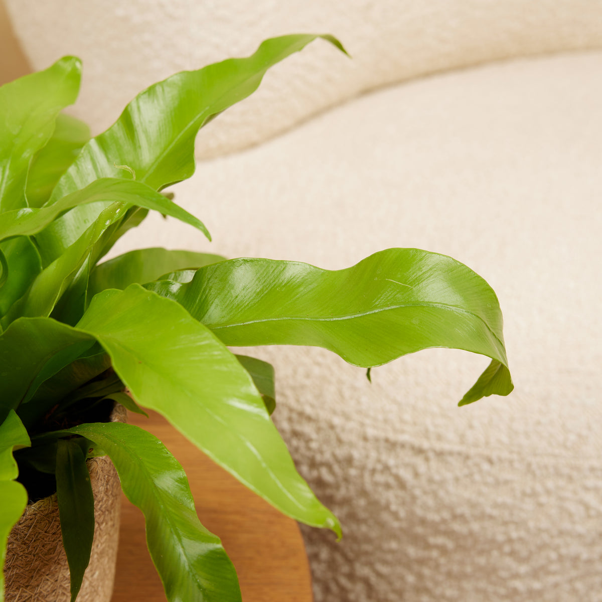Asplenium antiquum – Planta de interior