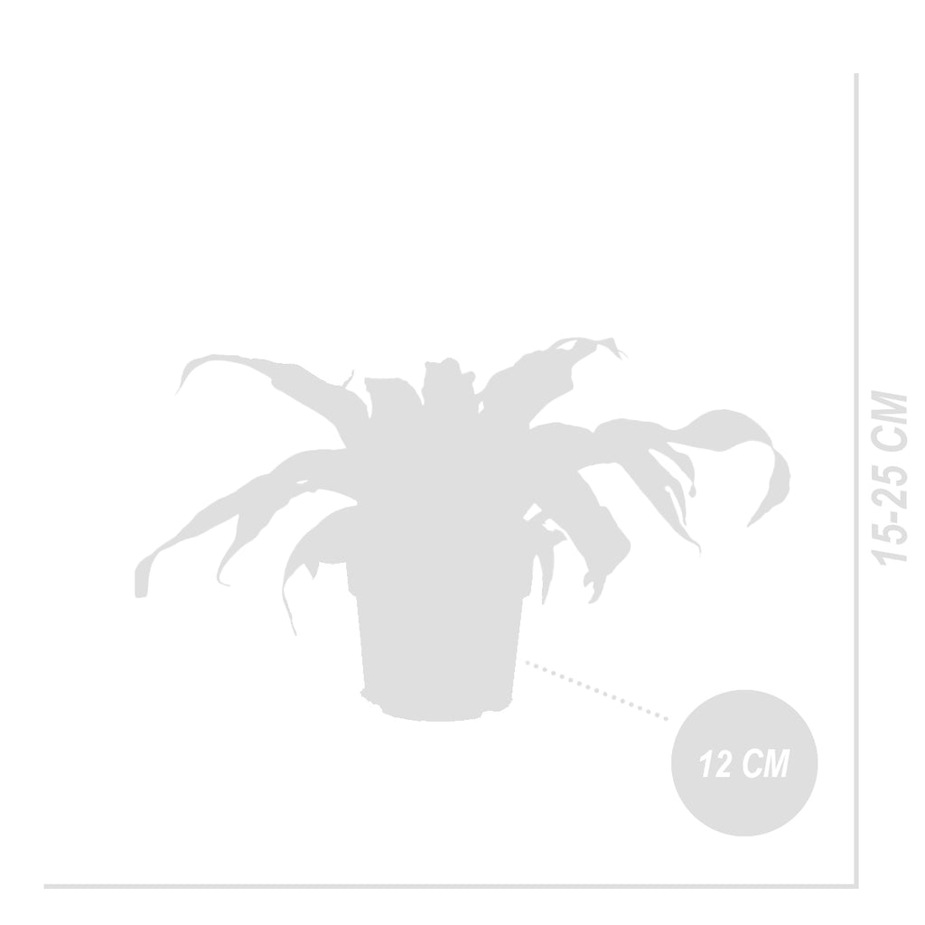 Asplenium antiquum – Planta de interior