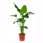 Strelitzia Nicolai XXL – Planta de interior