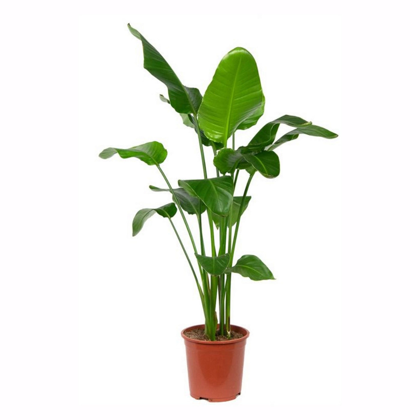 Strelitzia Nicolai XXL – Planta de interior