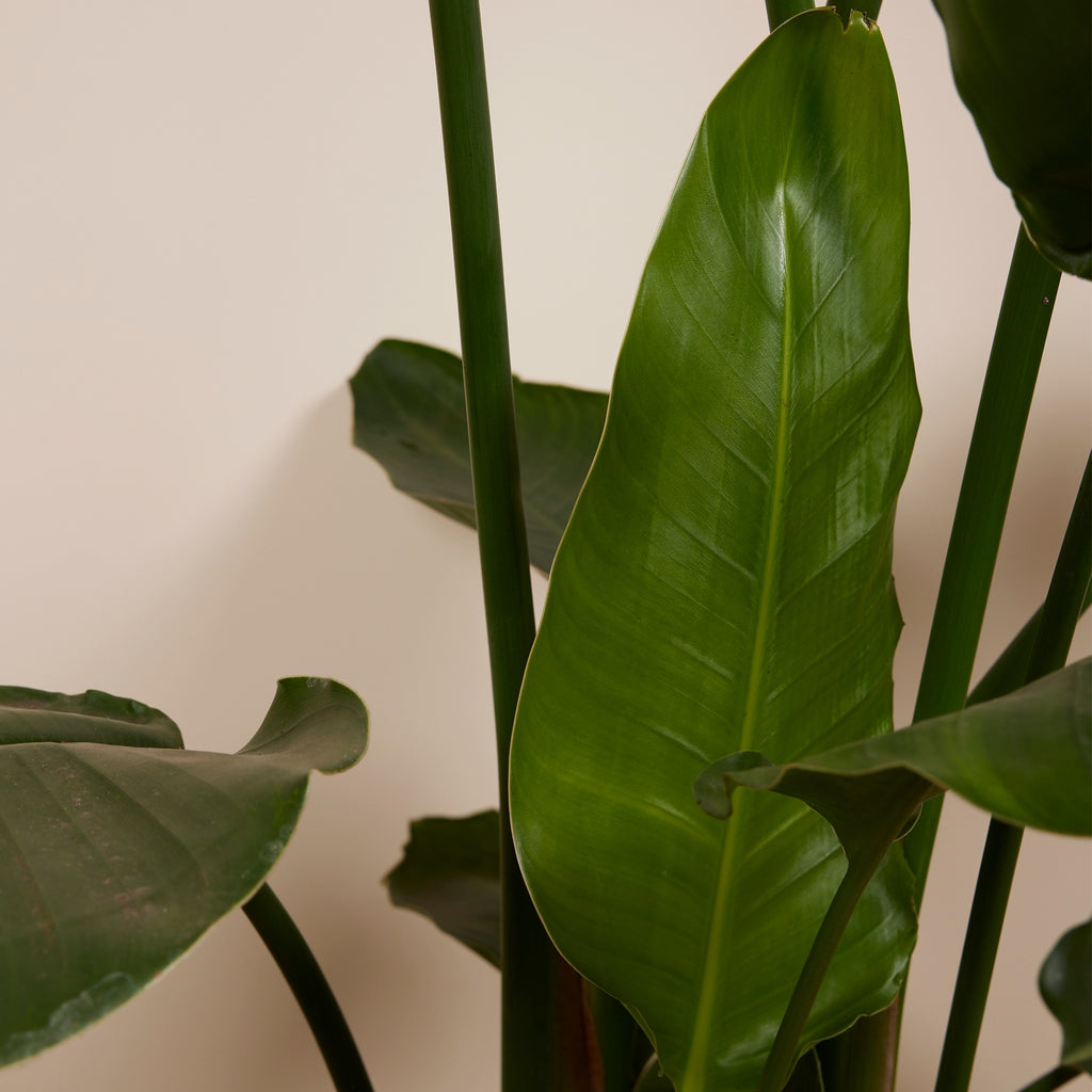Strelitzia Nicolai XXL – Planta de interior
