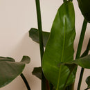 Strelitzia Nicolai Xxl