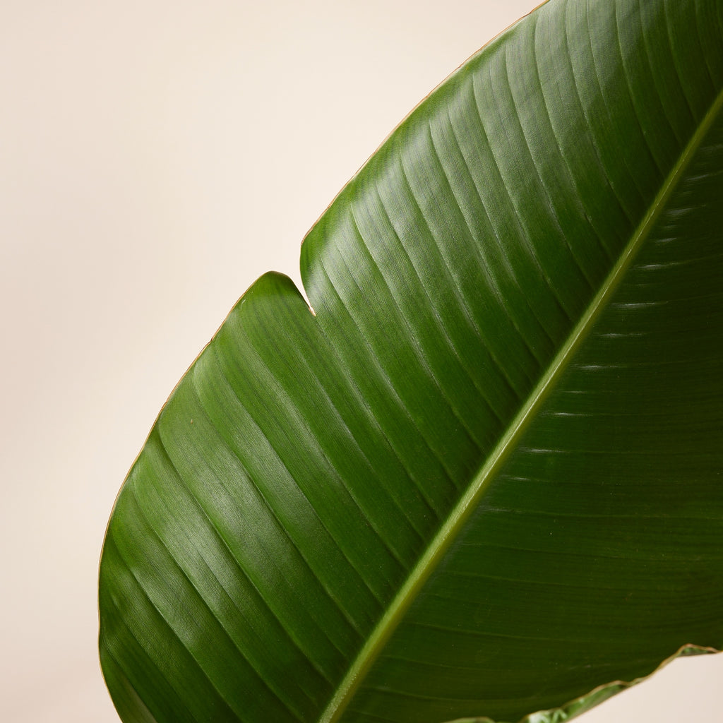 Strelitzia Nicolai XXL – Planta de interior
