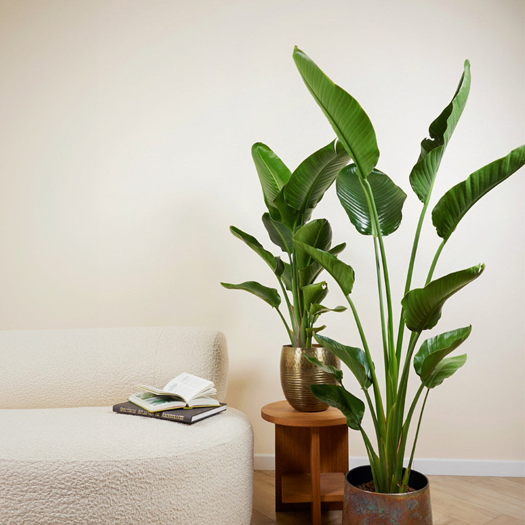 Strelitzia Nicolai XXL – Planta de interior
