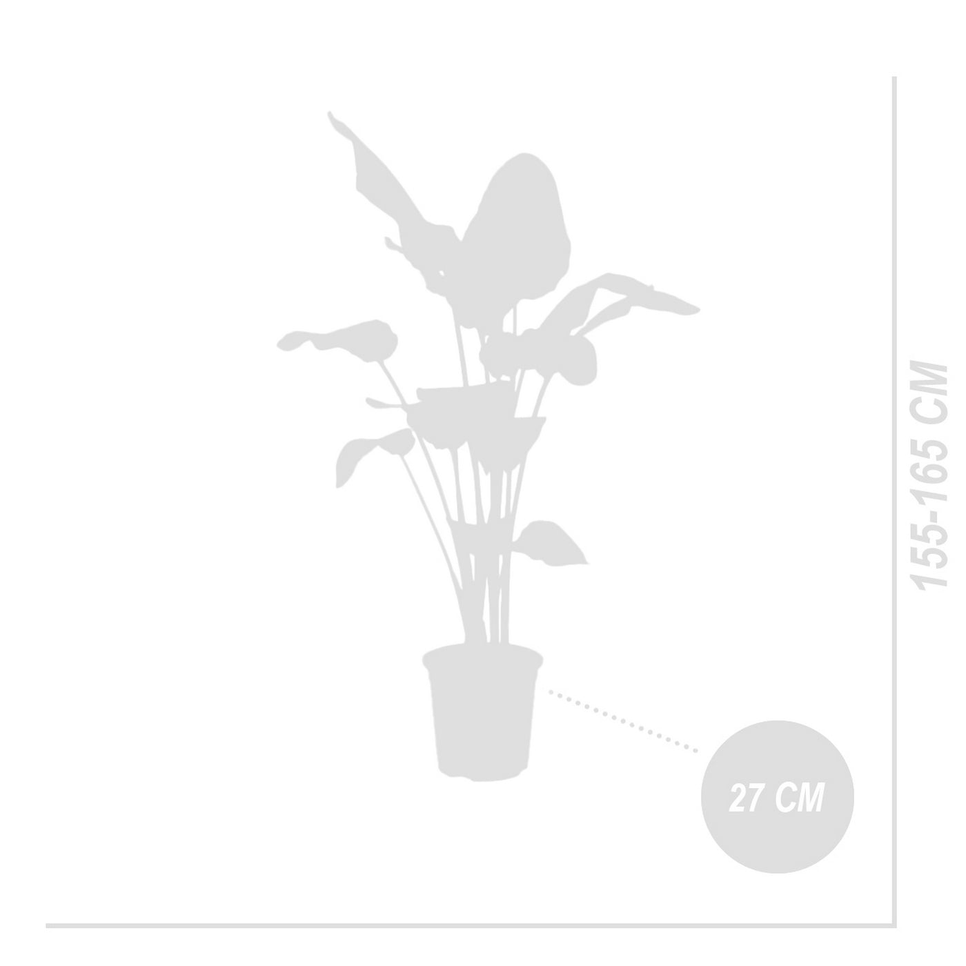 Strelitzia Nicolai XXL – Planta de interior