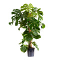 Monstera Deliciosa con tutor de musgo – Planta de interior