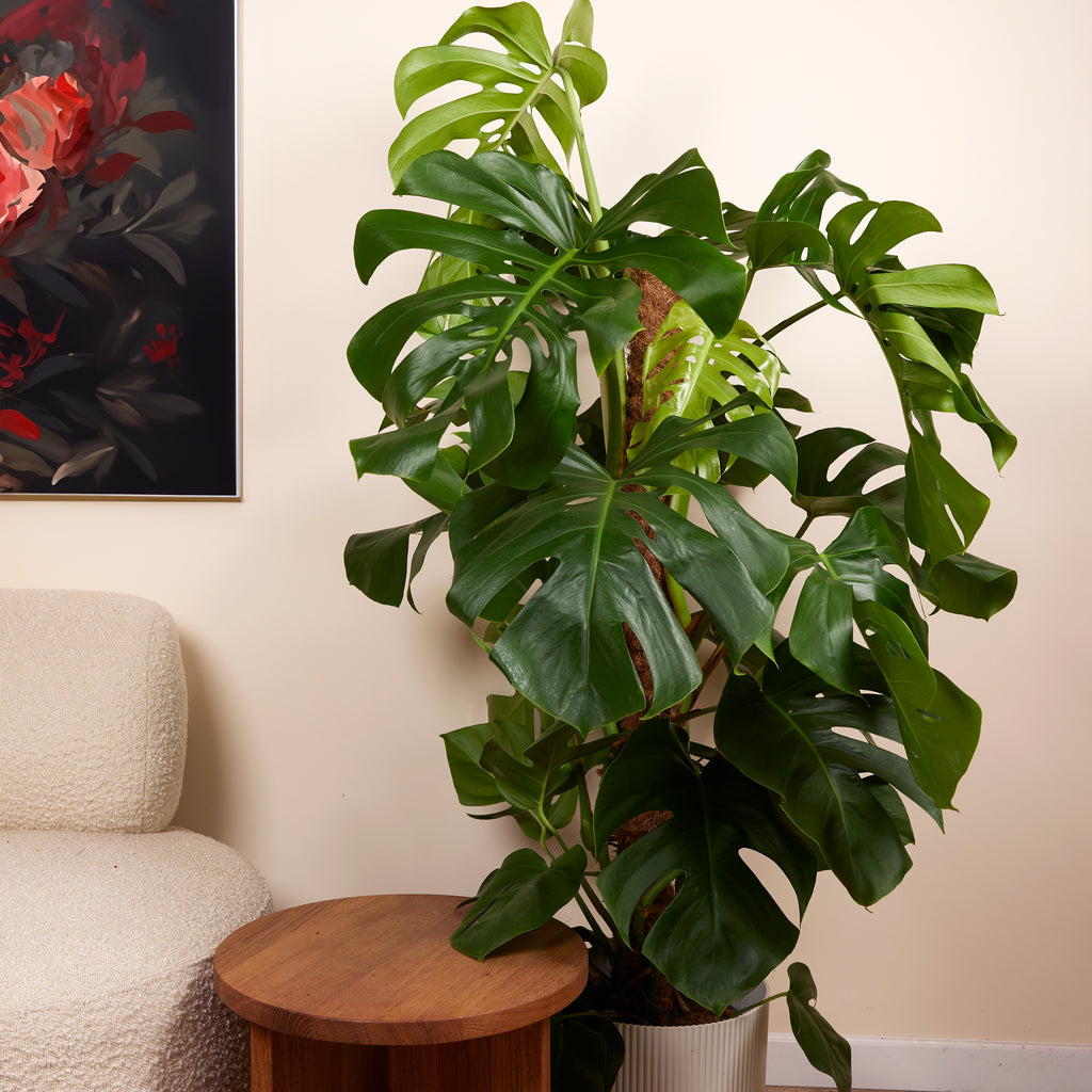 Monstera Deliciosa con tutor de musgo – Planta de interior