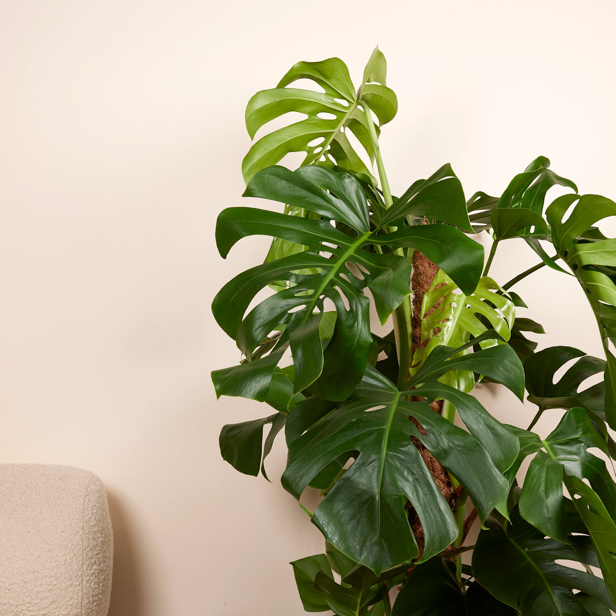Monstera Deliciosa con tutor de musgo – Planta de interior