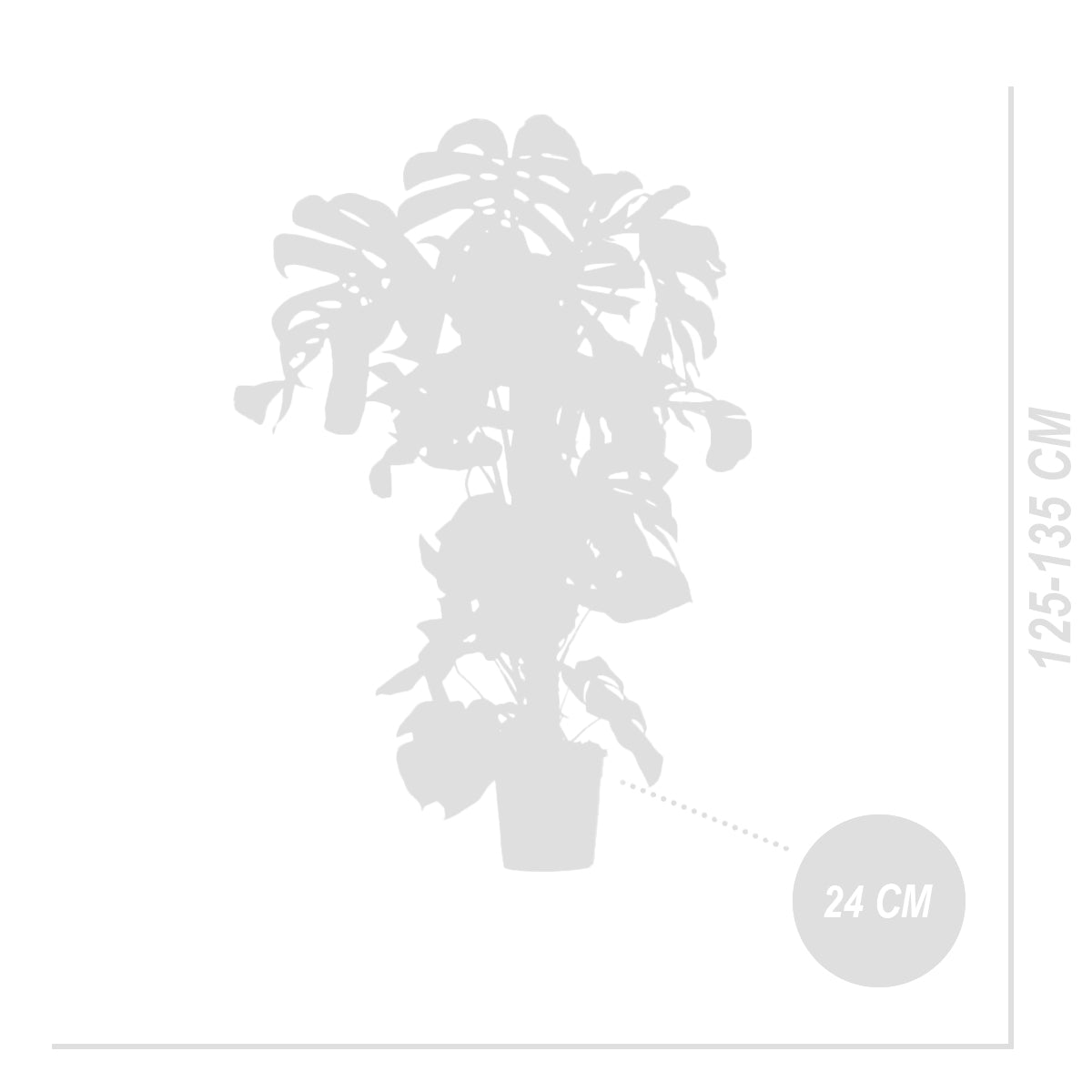 Monstera Deliciosa con tutor de musgo – Planta de interior