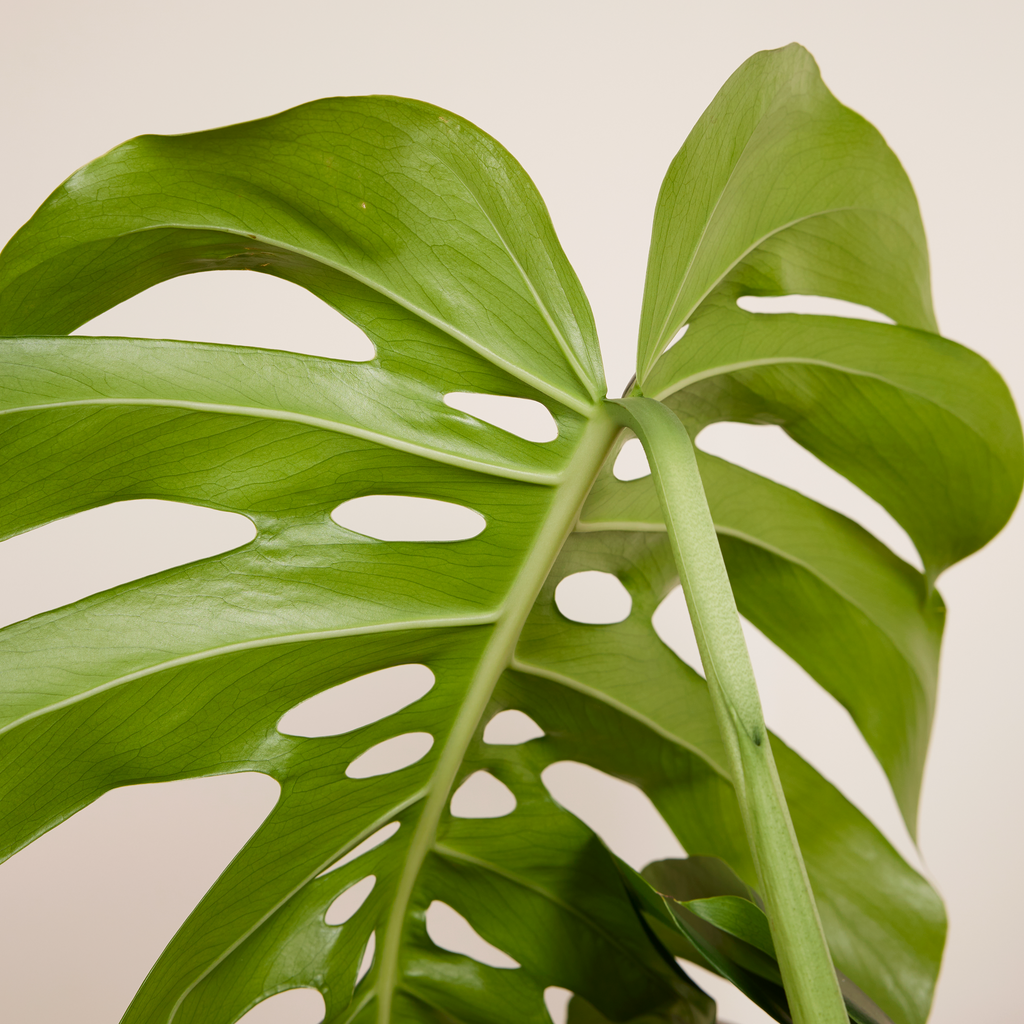 Monstera Deliciosa con tutor de musgo – Planta de interior