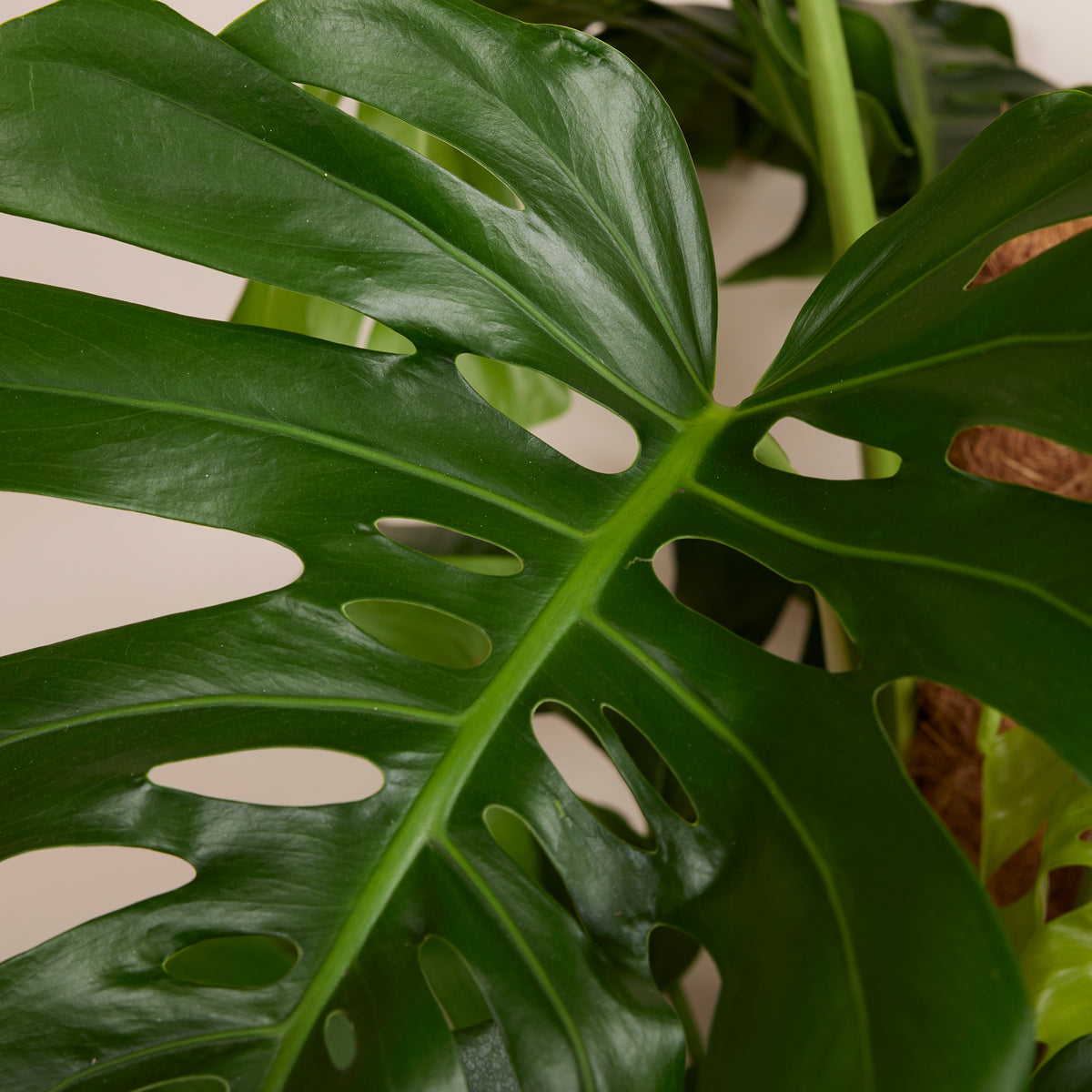 Monstera Deliciosa con tutor de musgo – Planta de interior