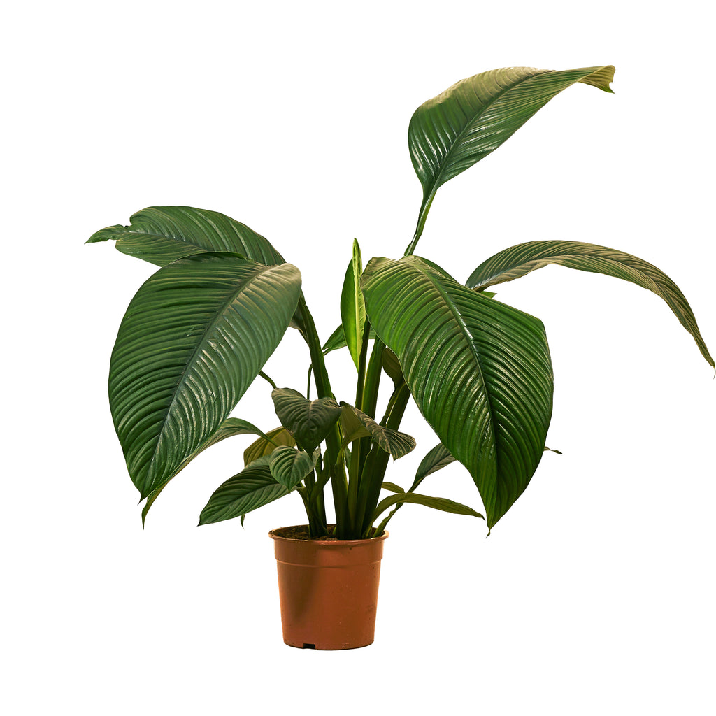 Spathiphyllum Sensation – Houseplant