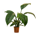 Spathiphyllum Sensation – Houseplant