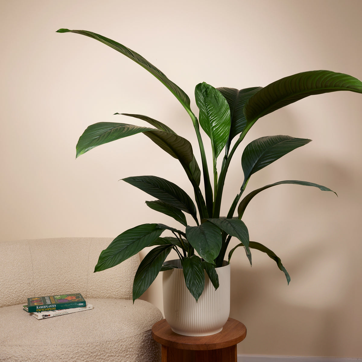 Spathiphyllum Sensation – Houseplant