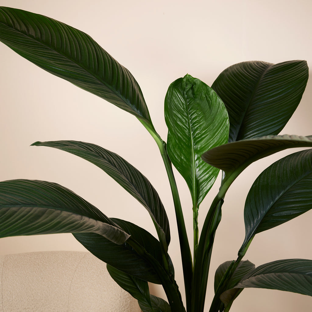 Spathiphyllum Sensation – Houseplant