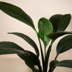 Spathiphyllum Sensation – Houseplant