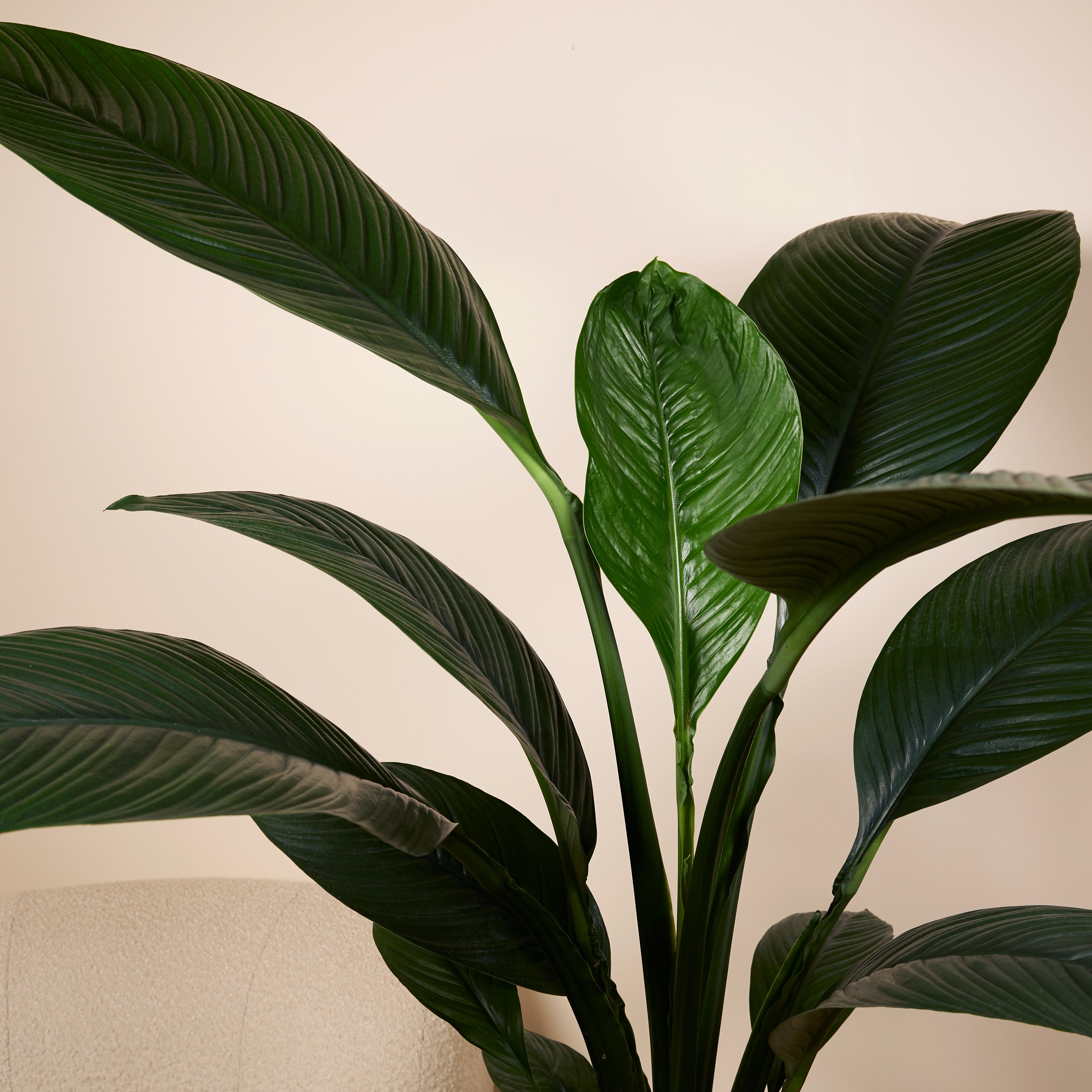 Spathiphyllum Sensation – Houseplant
