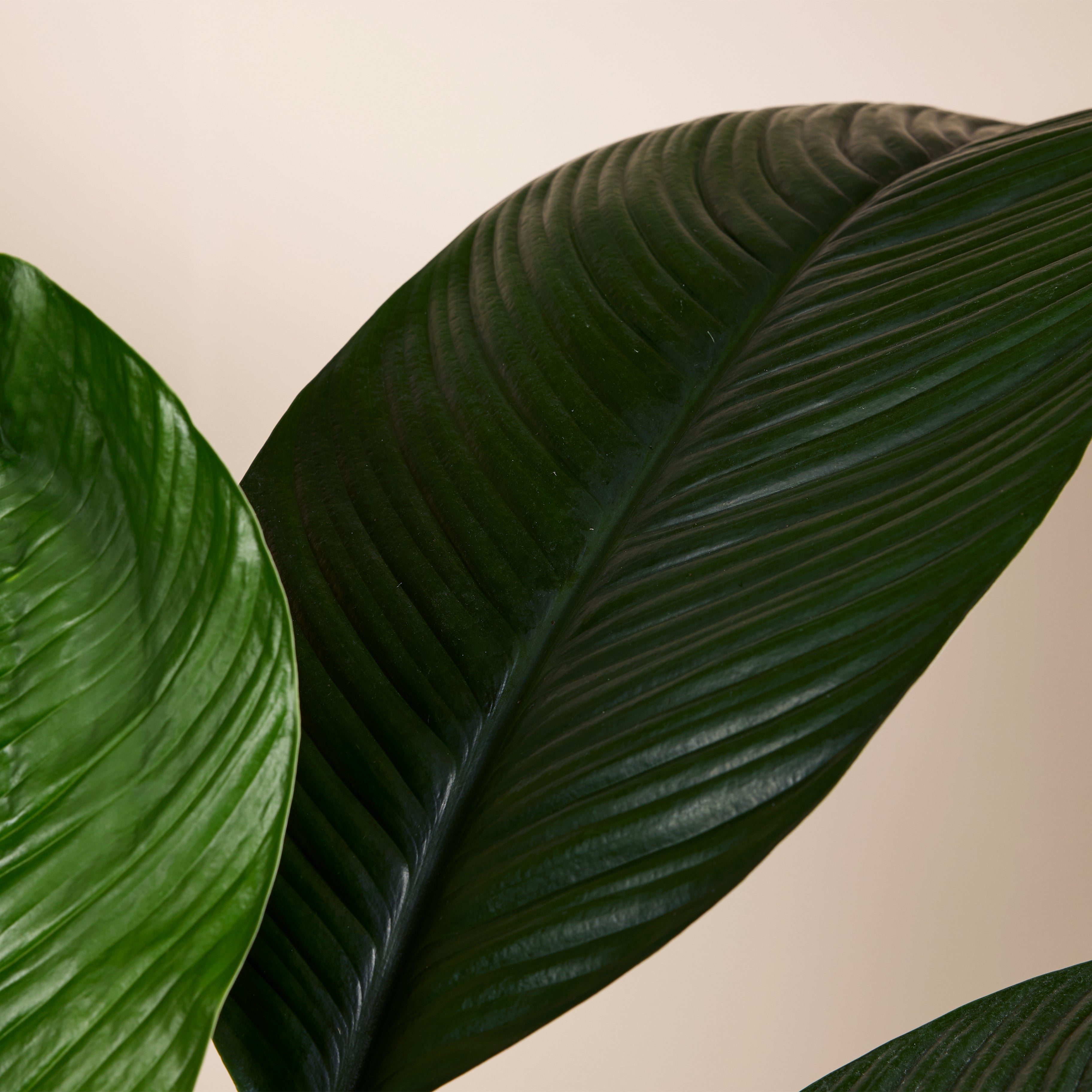 Spathiphyllum Sensation – Houseplant