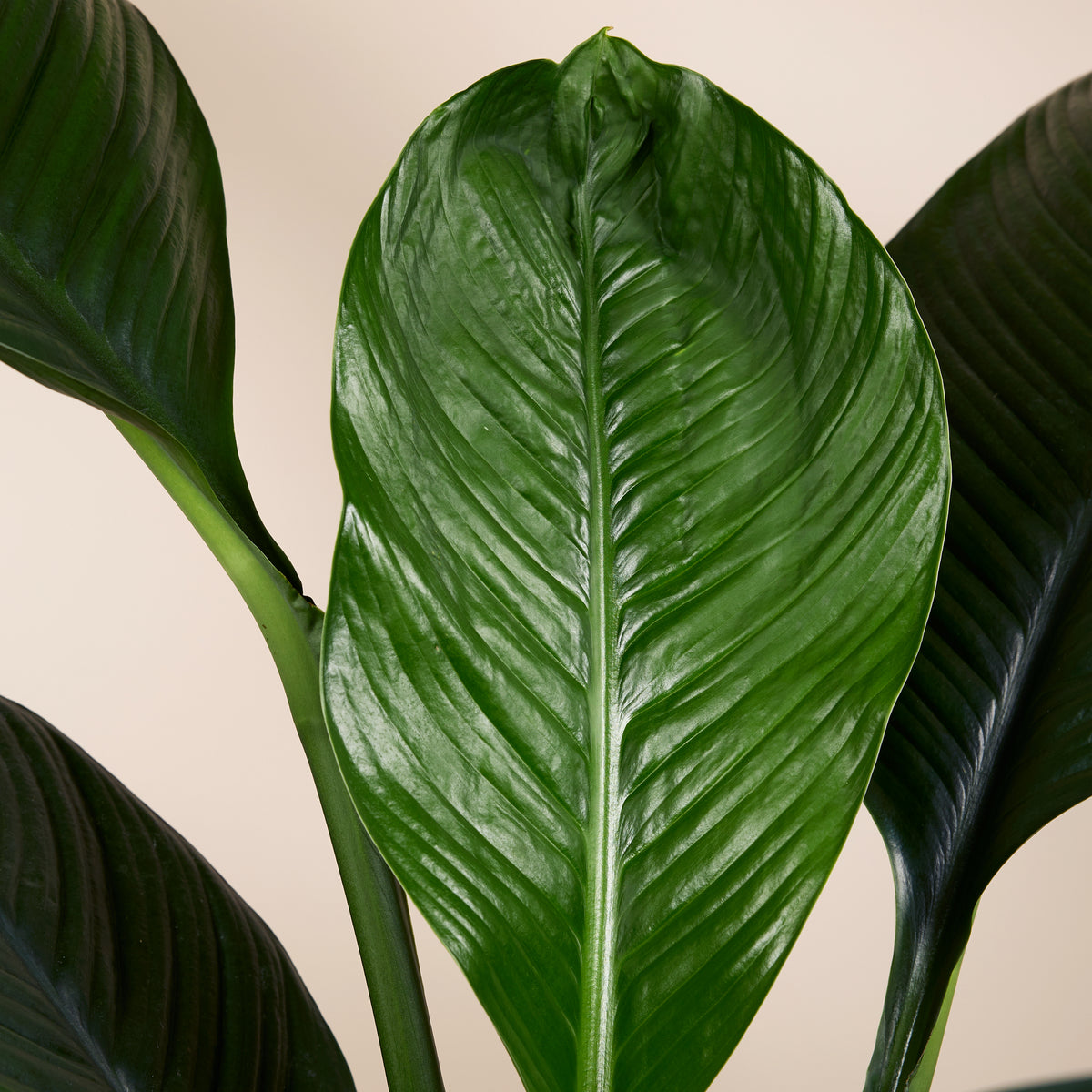 Spathiphyllum Sensation – Houseplant