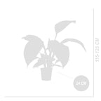 Spathiphyllum Sensation – Houseplant