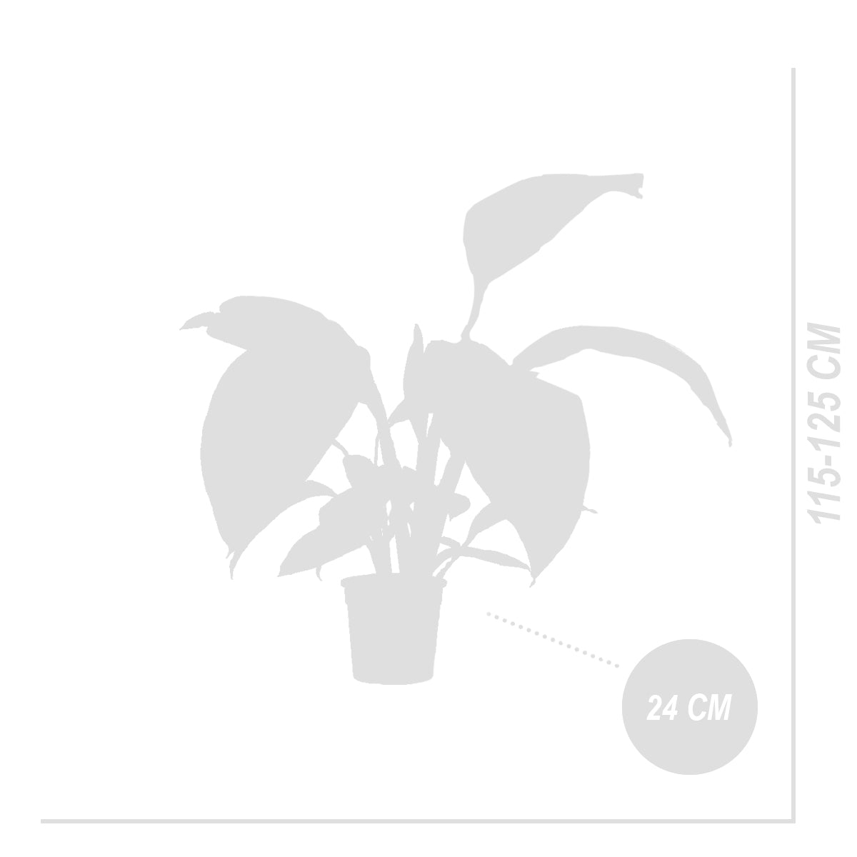 Spathiphyllum Sensation – Houseplant