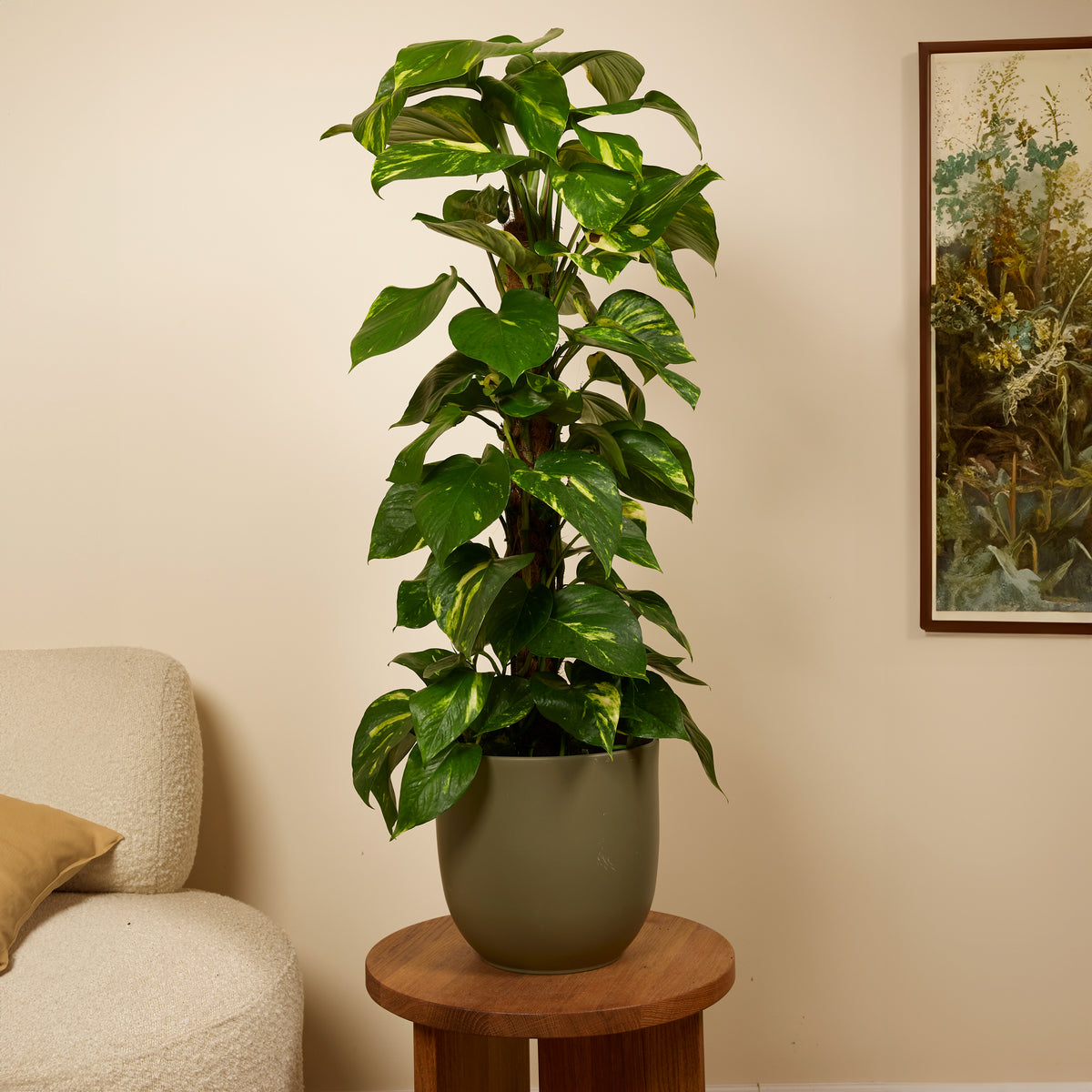 Epipremnum Aureum Sur Tuteur Mousse – Plante D'Intérieur