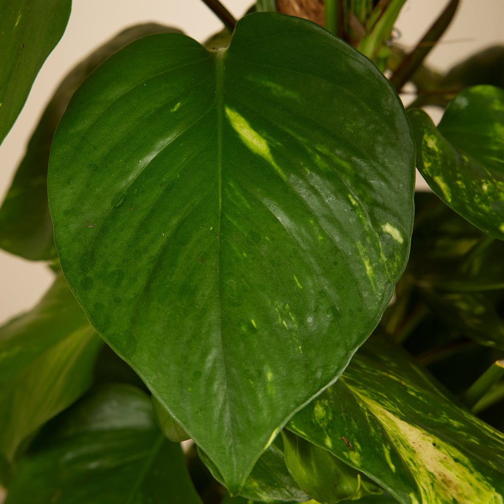 Epipremnum Aureum Sur Tuteur Mousse – Plante D'Intérieur
