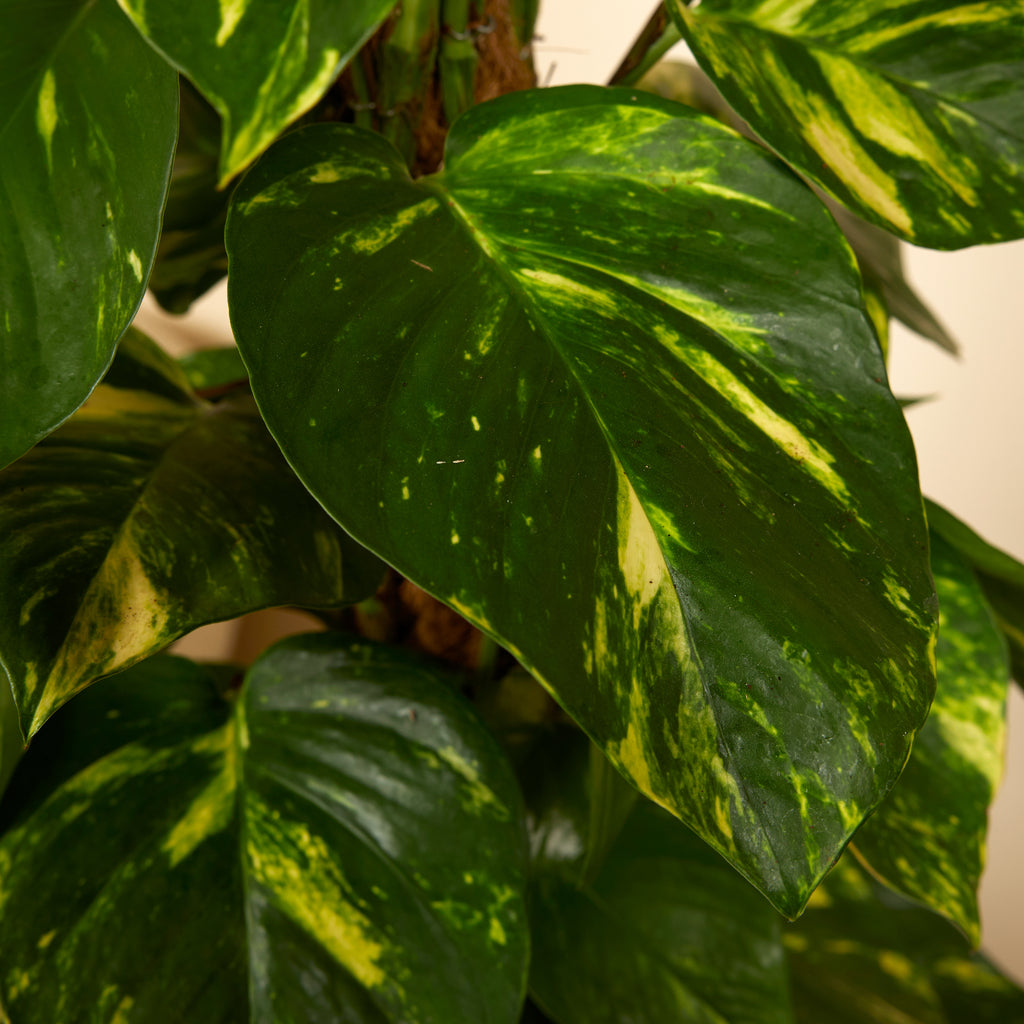 Epipremnum Aureum Sur Tuteur Mousse – Plante D'Intérieur
