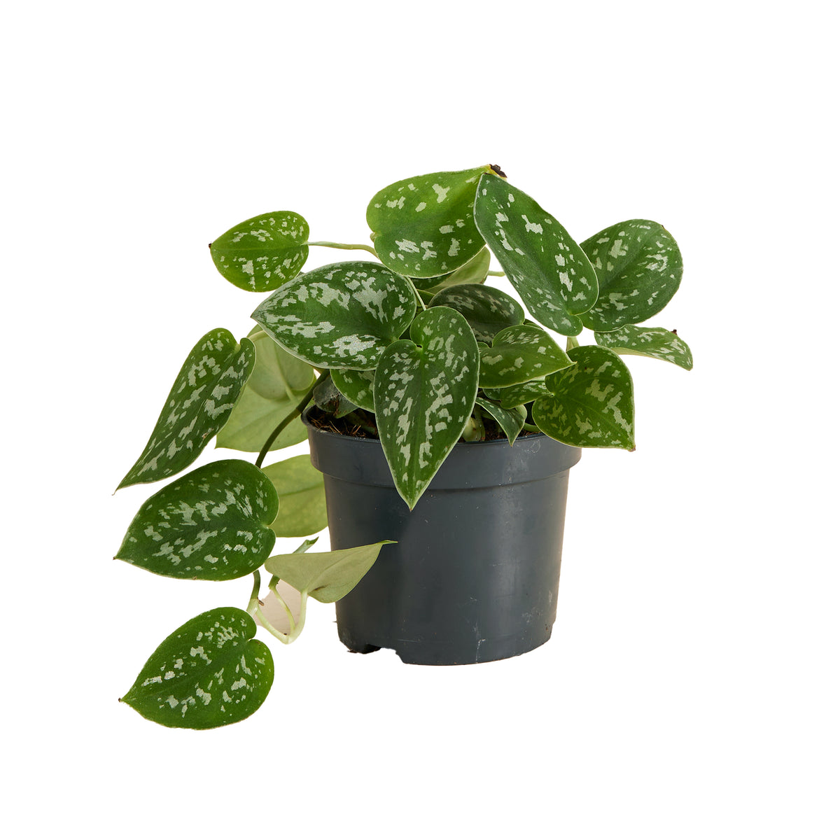 Scindapsus Pictus – Planta de interior